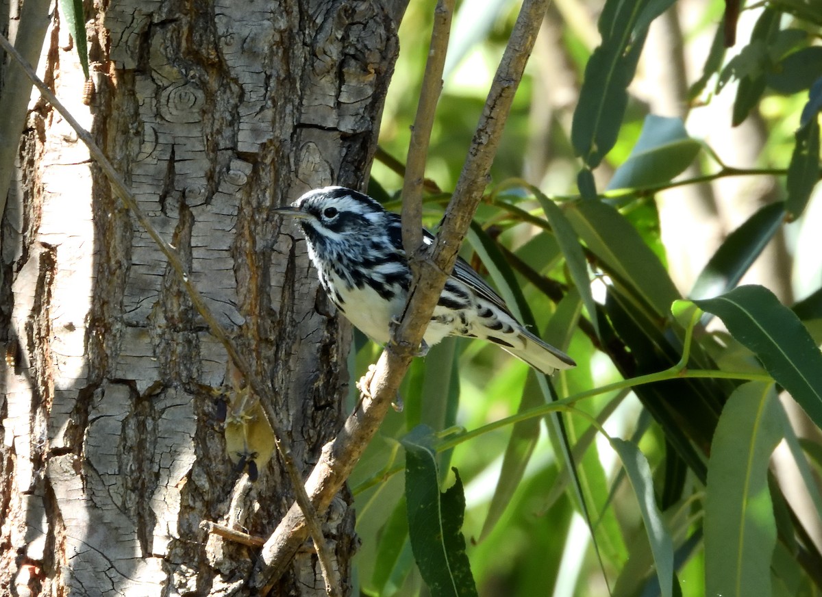 Black-and-white Warbler - ML646181439