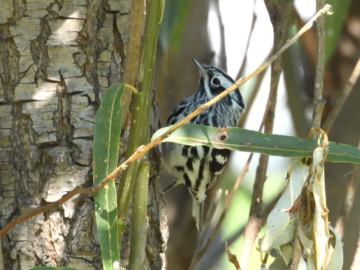 Black-and-white Warbler - ML646181440