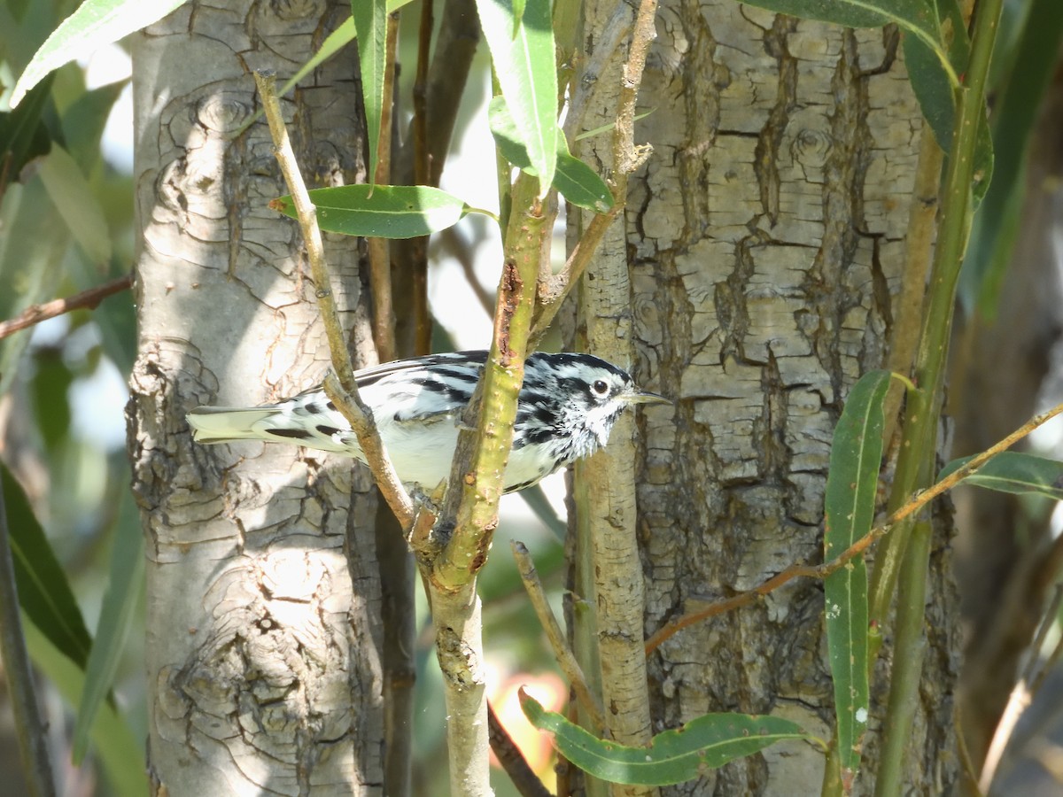 Black-and-white Warbler - ML646181441