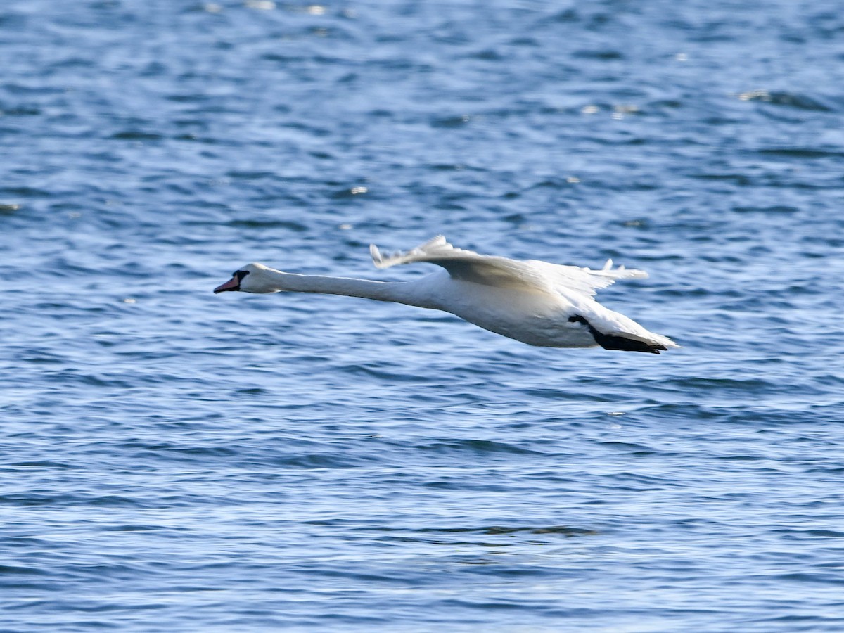 Mute Swan - ML646181444