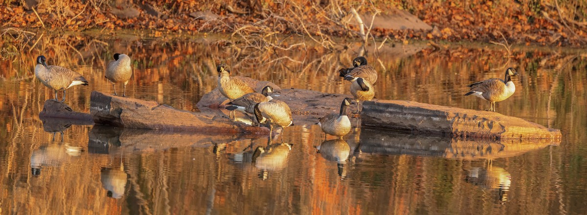 Canada Goose - ML646181447