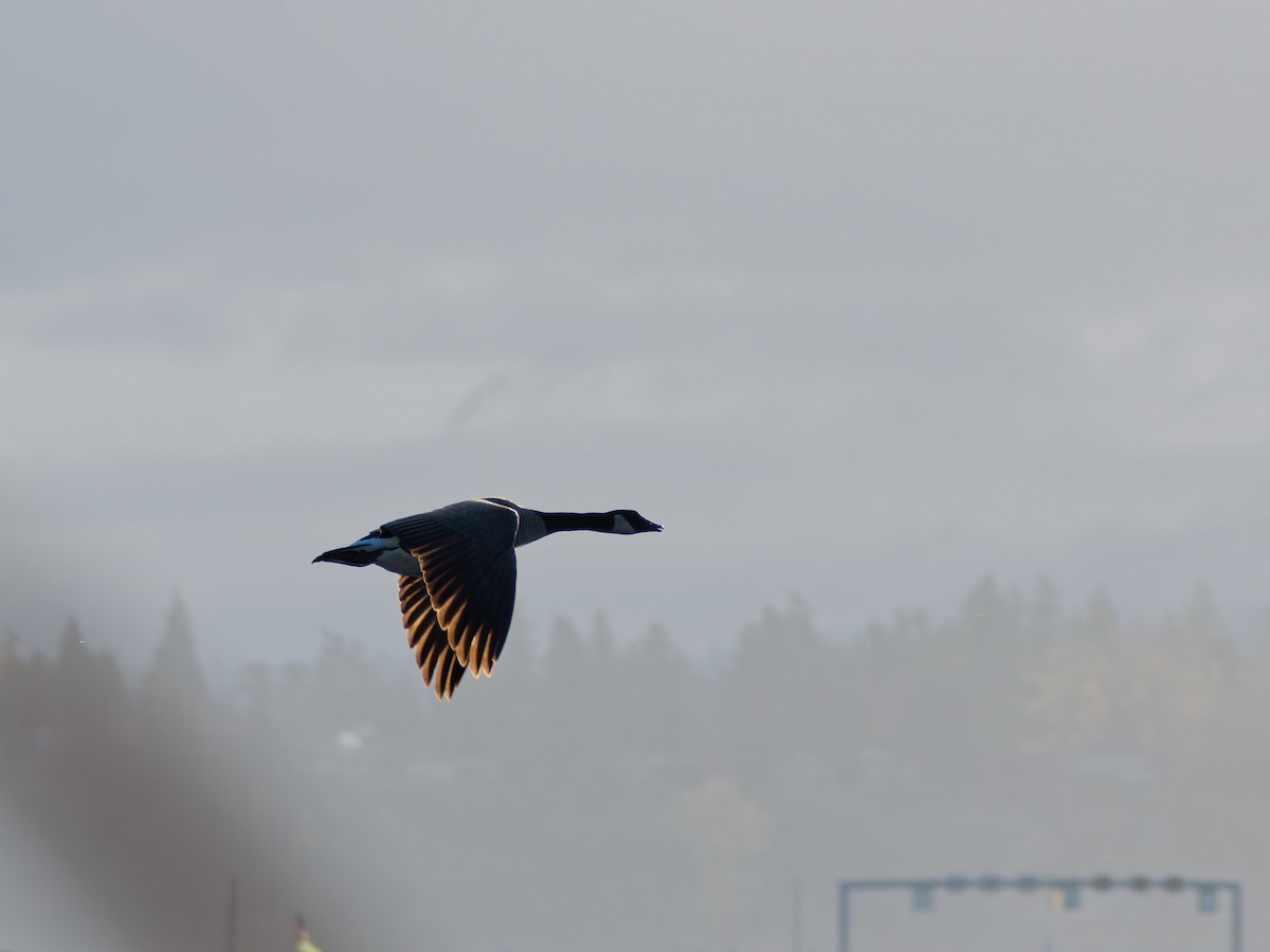 Canada Goose - ML646181452