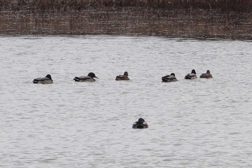 Зэрлэг нугас - ML646181468