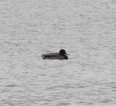 Зэрлэг нугас - ML646181469