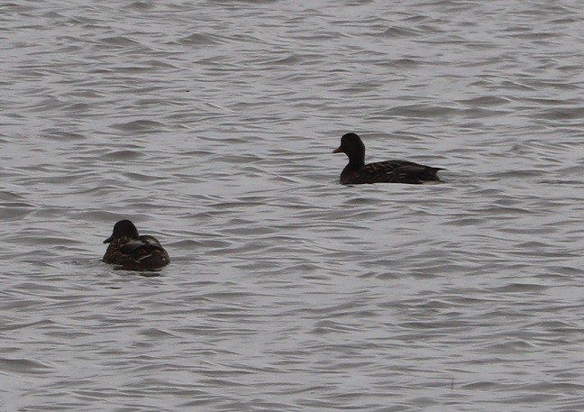 Зэрлэг нугас - ML646181470