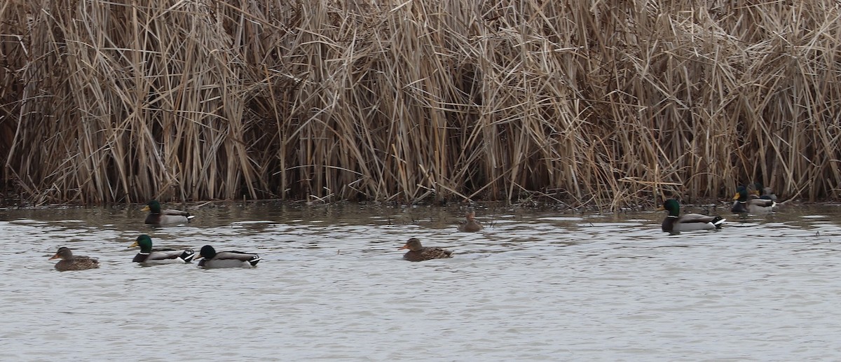 Зэрлэг нугас - ML646181471