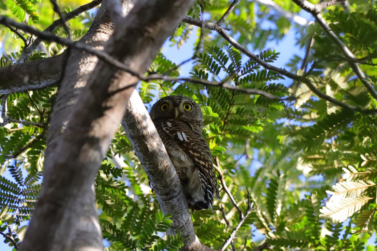 Asian Barred Owlet - ML646181479