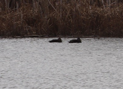 American Black Duck - ML646181483