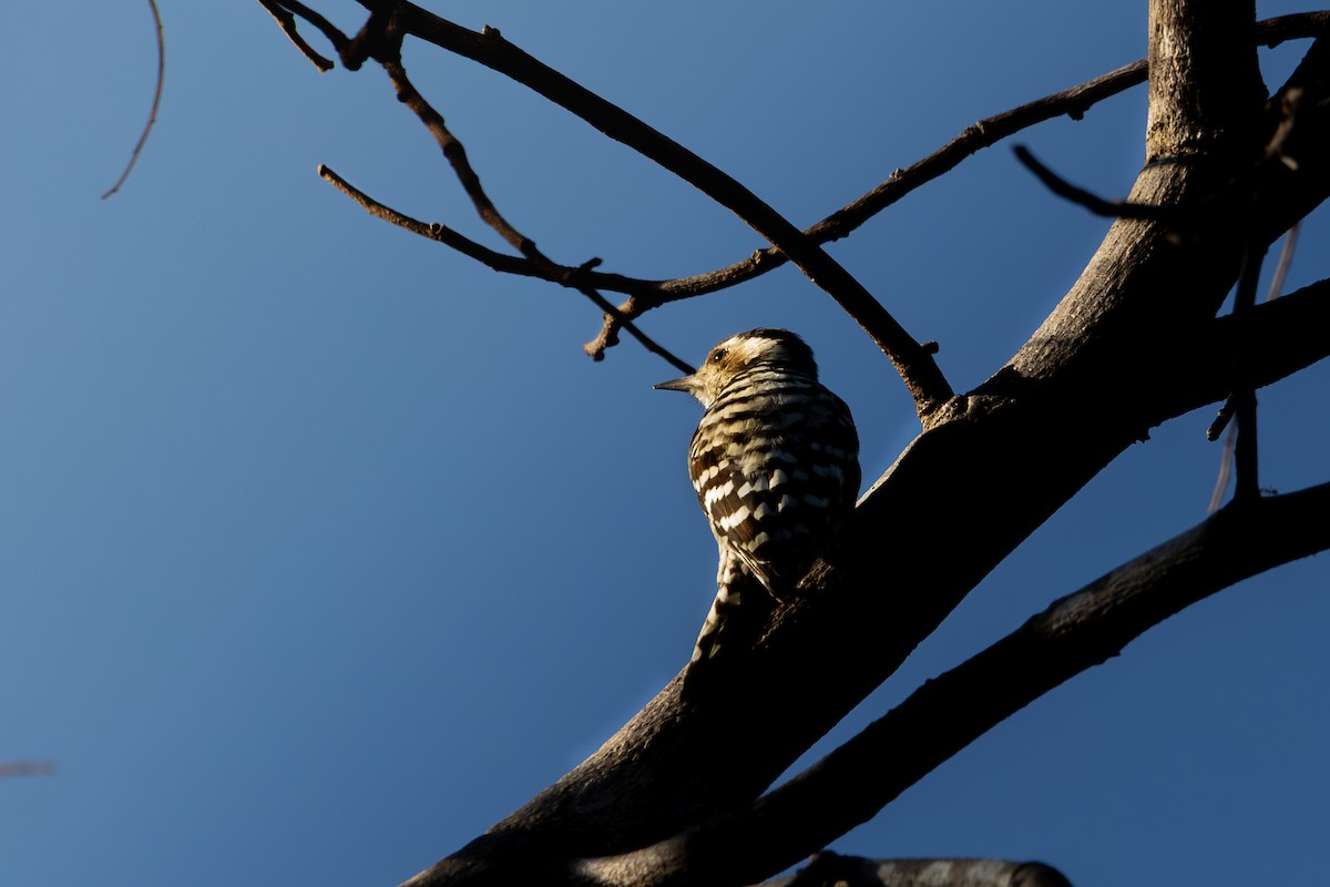 Gray-capped Pygmy Woodpecker - ML646181487
