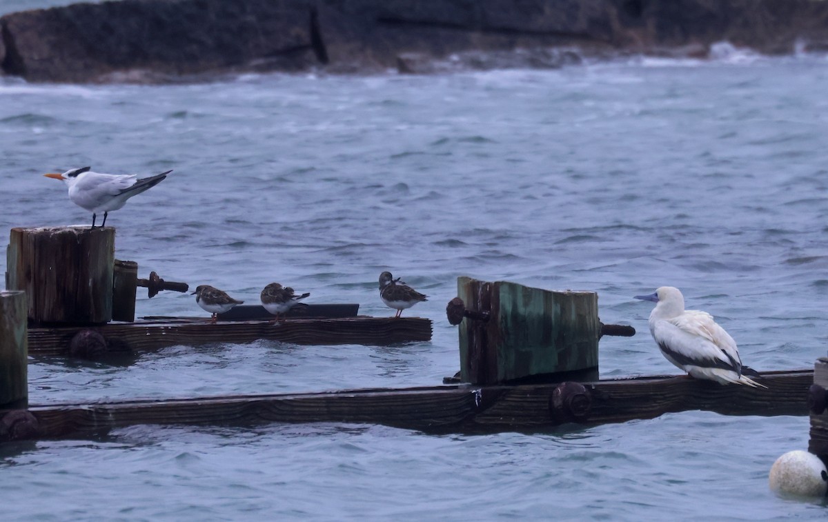 Сула червононога - ML646181488