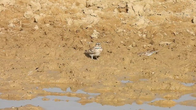 Bimaculated Lark - ML646181492