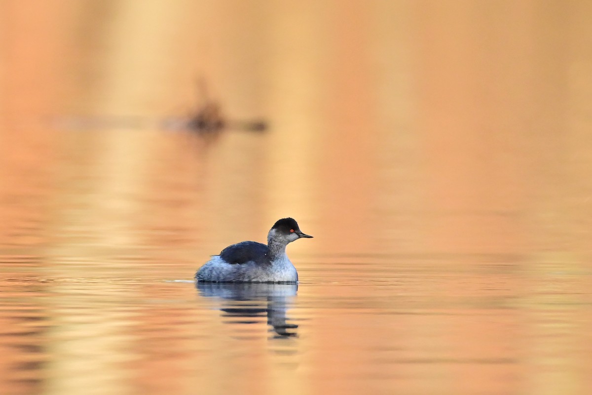 Eared Grebe - ML646181493