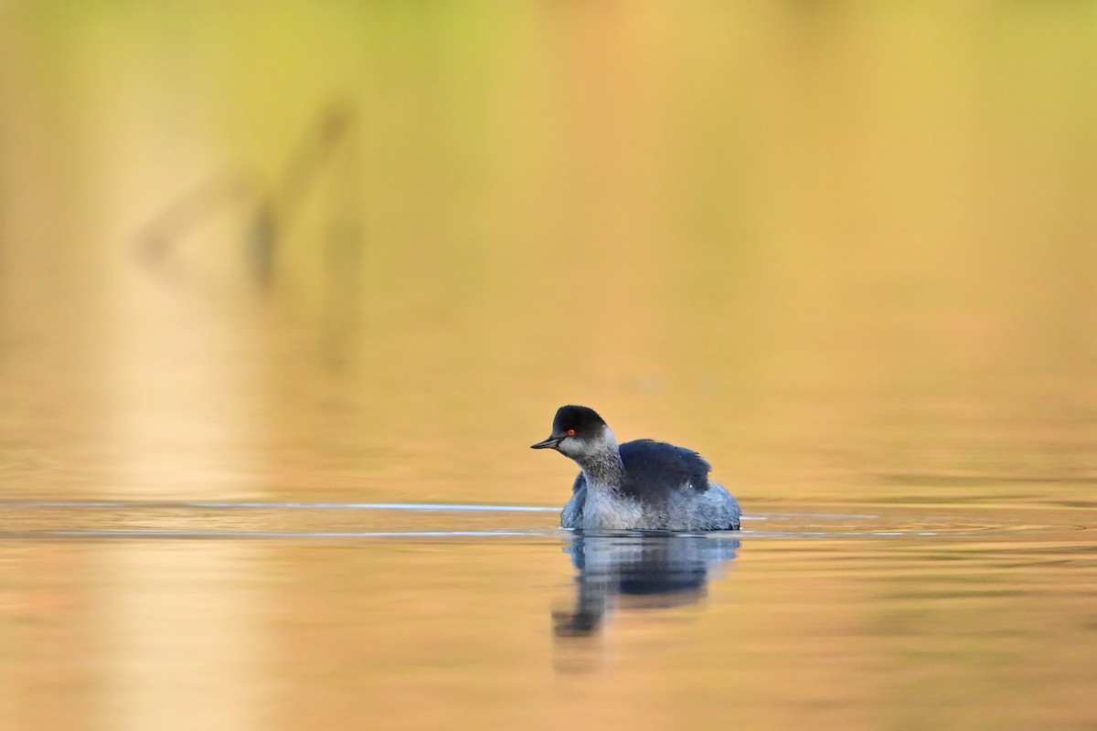 Eared Grebe - ML646181494
