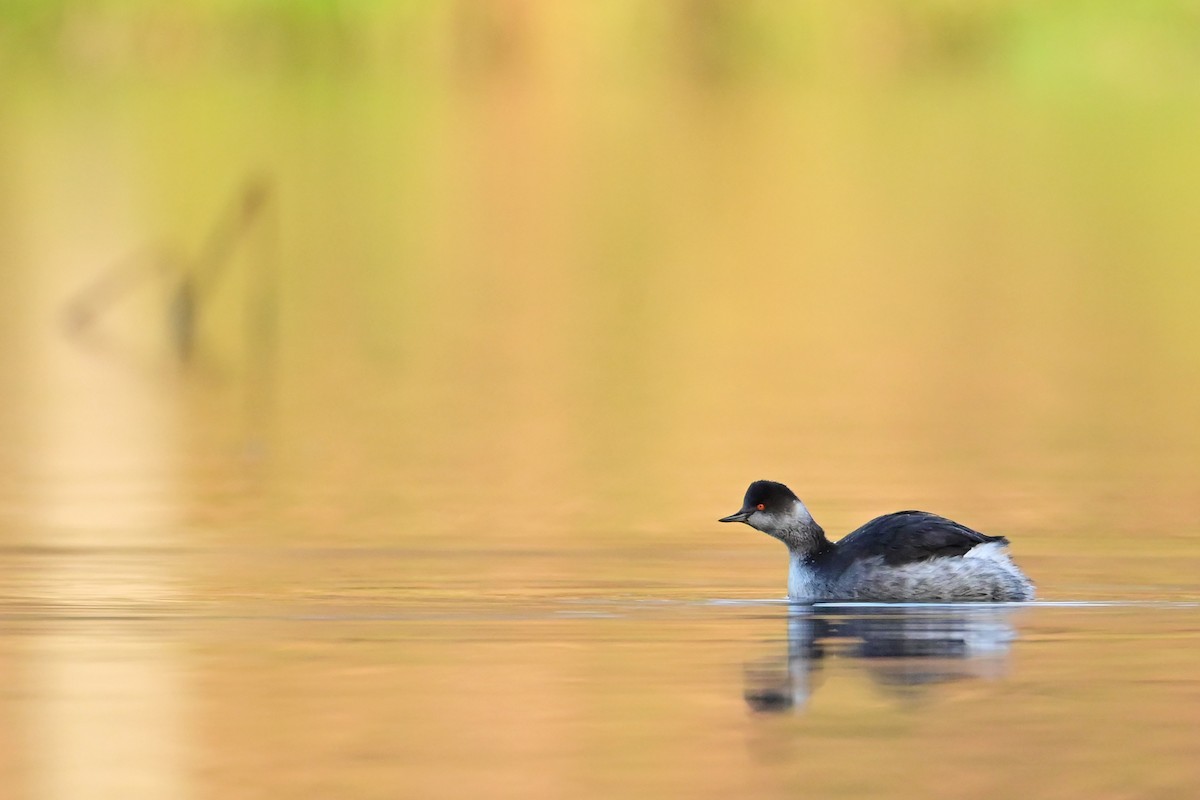 Eared Grebe - ML646181495