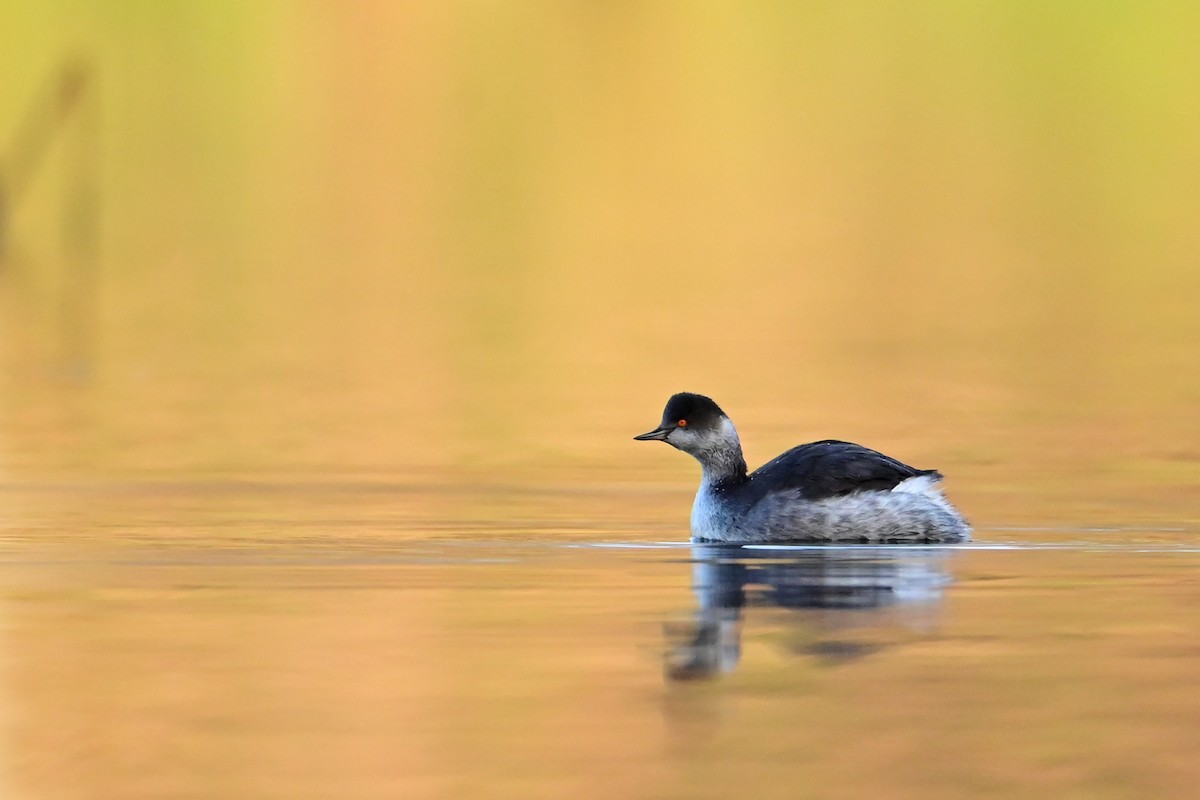 Eared Grebe - ML646181496