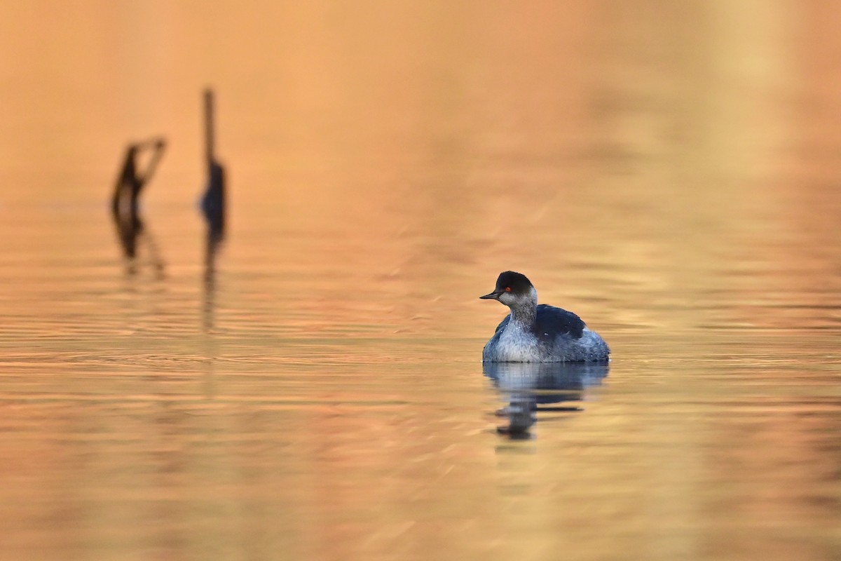 Eared Grebe - ML646181497