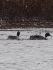 Northern Pintail - ML646181499
