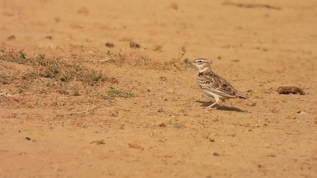 Bimaculated Lark - ML646181500