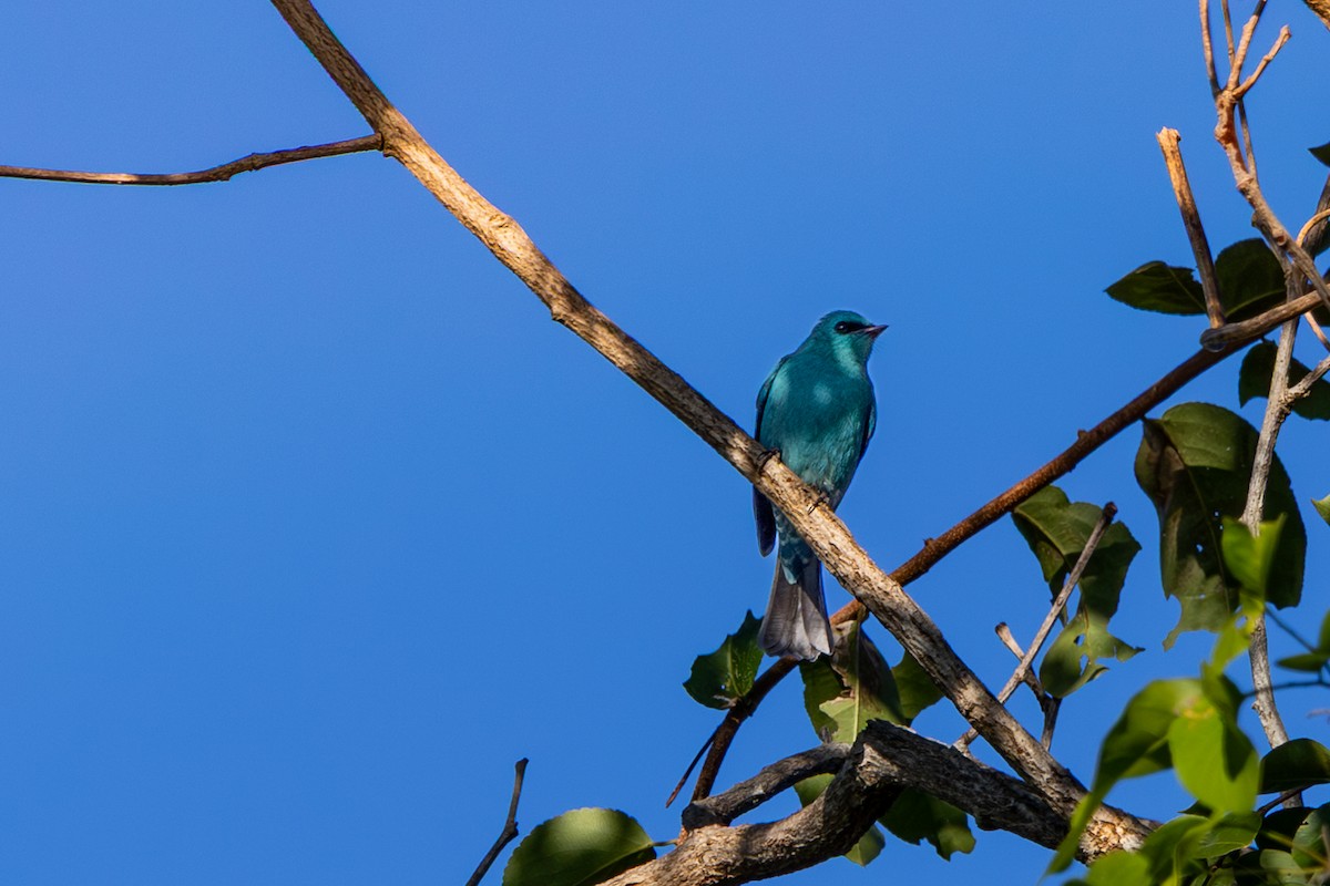 Verditer Flycatcher - ML646181506