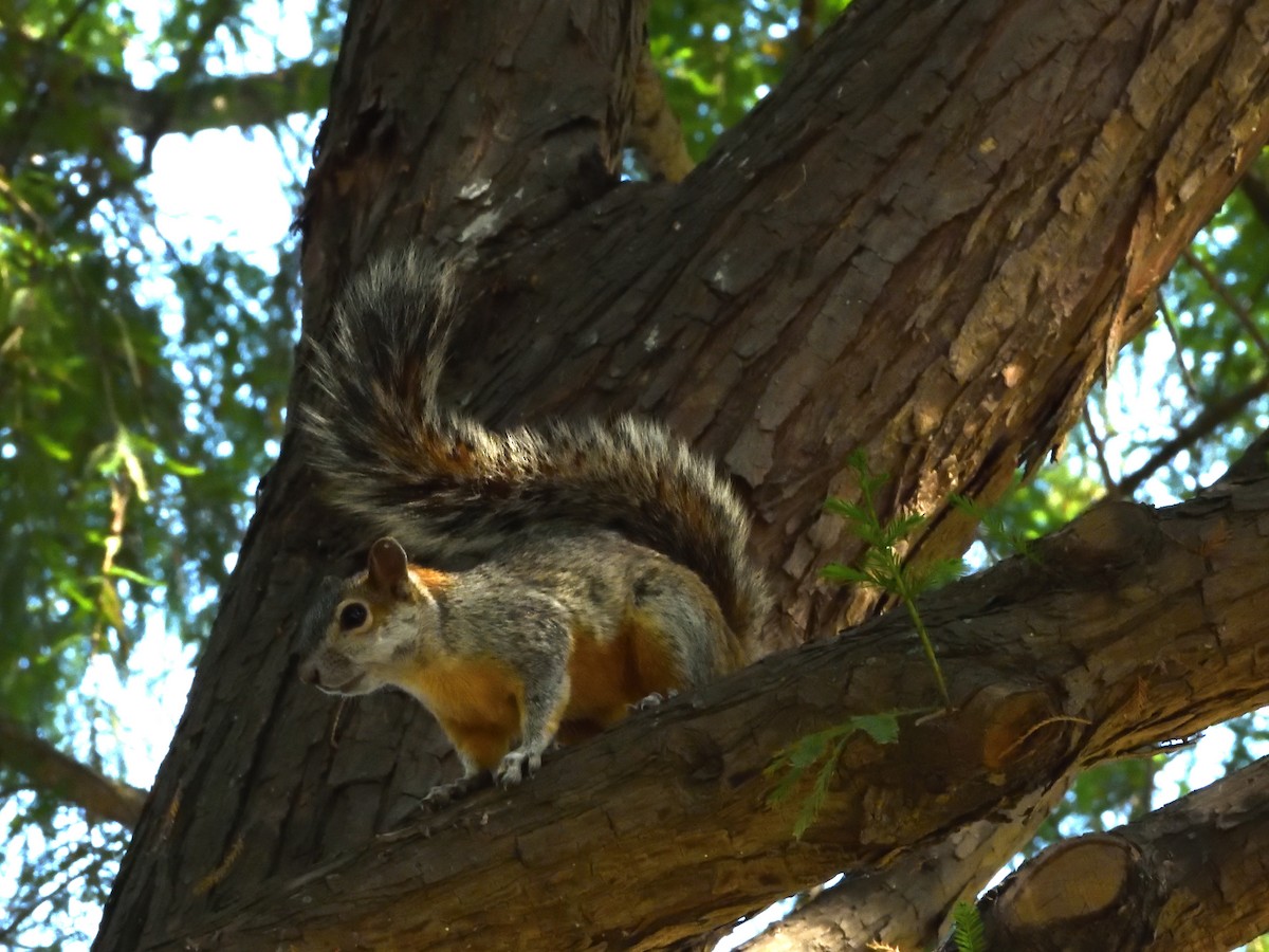 Mammals - ML646181508