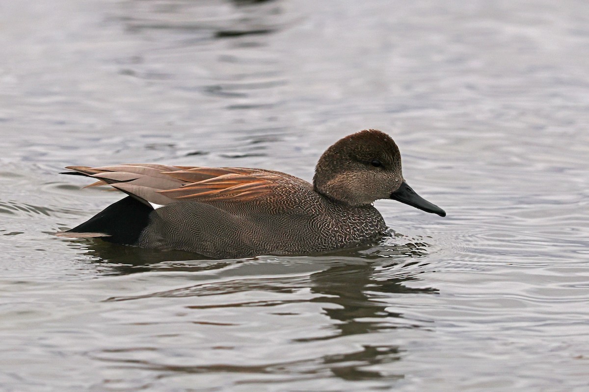 Gadwall - ML646181511