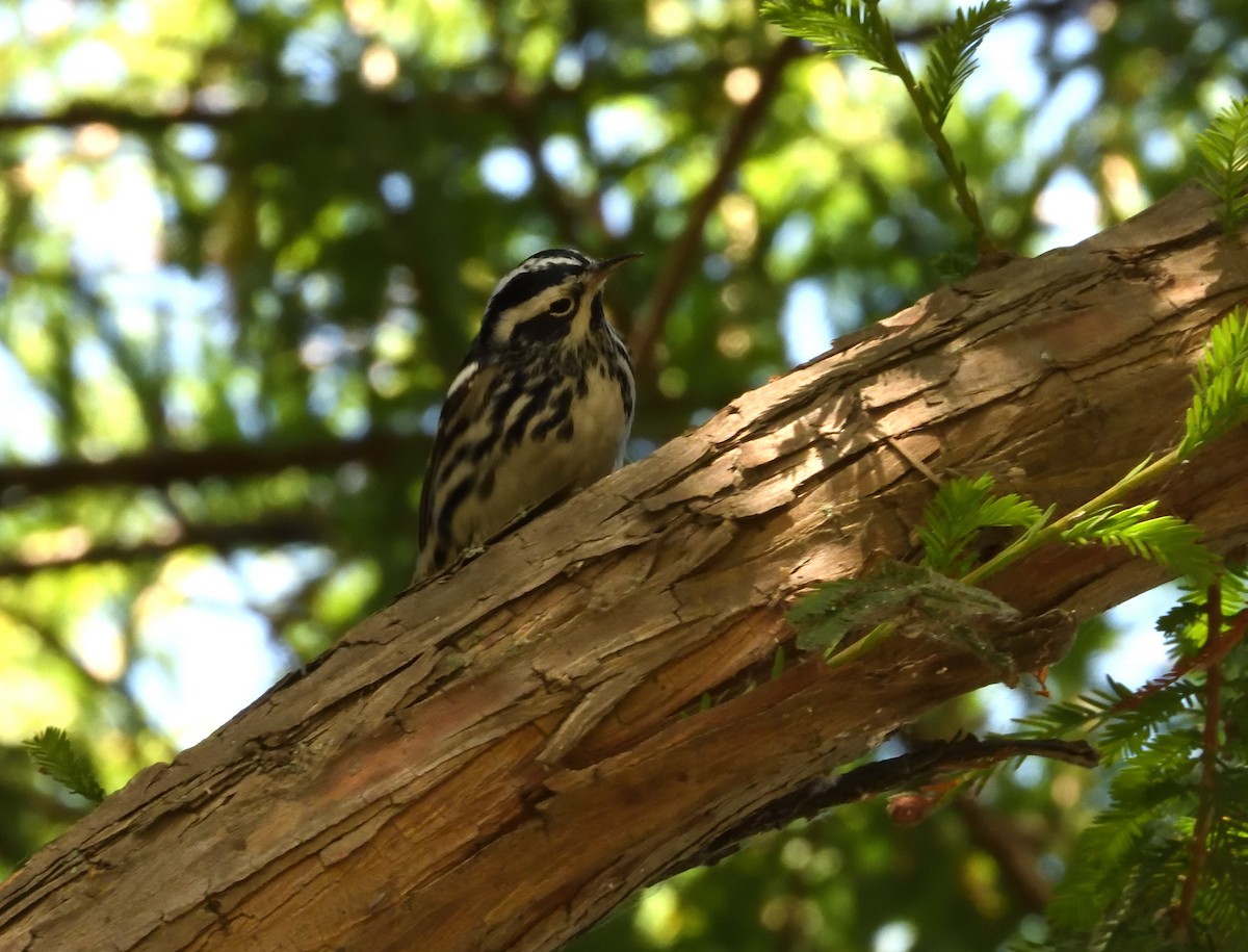 Black-and-white Warbler - ML646181515