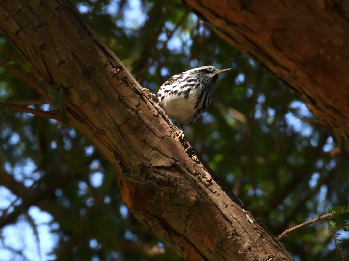Black-and-white Warbler - ML646181516