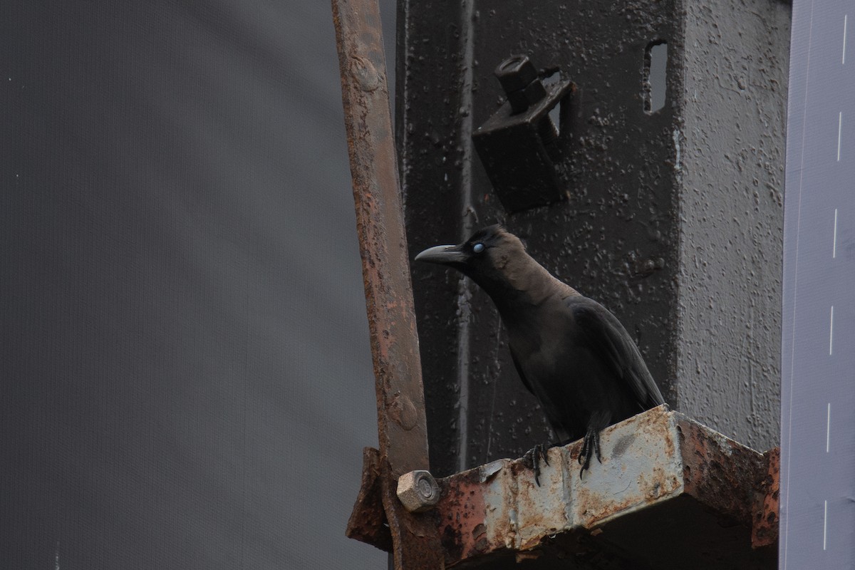 House Crow - ML646181537