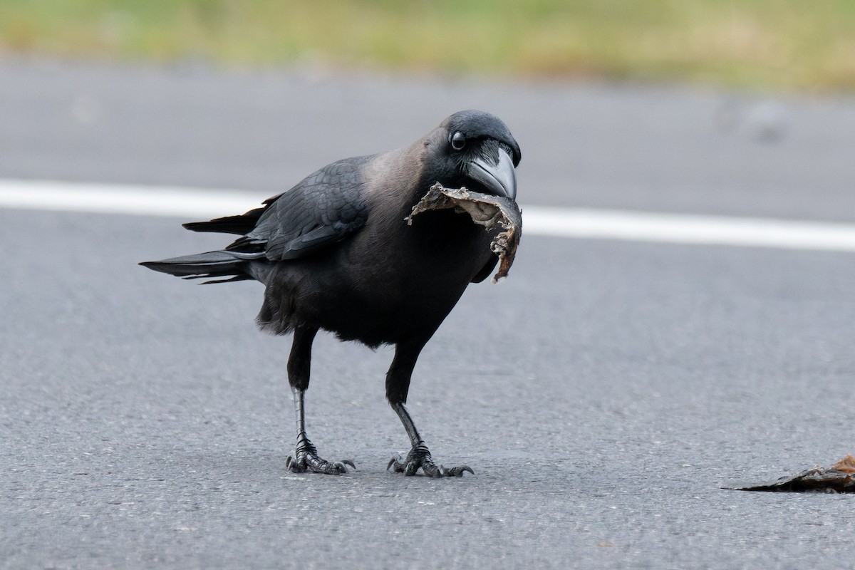 House Crow - ML646181538