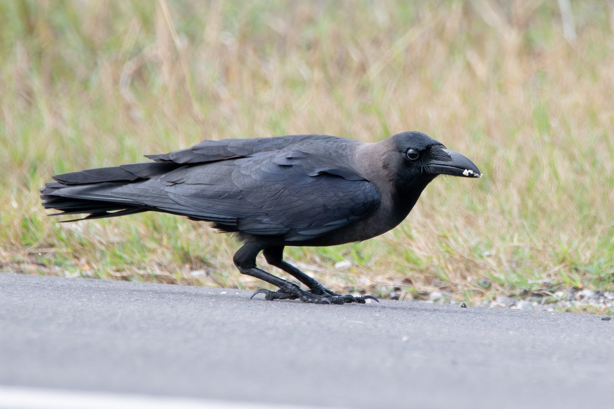 House Crow - ML646181540