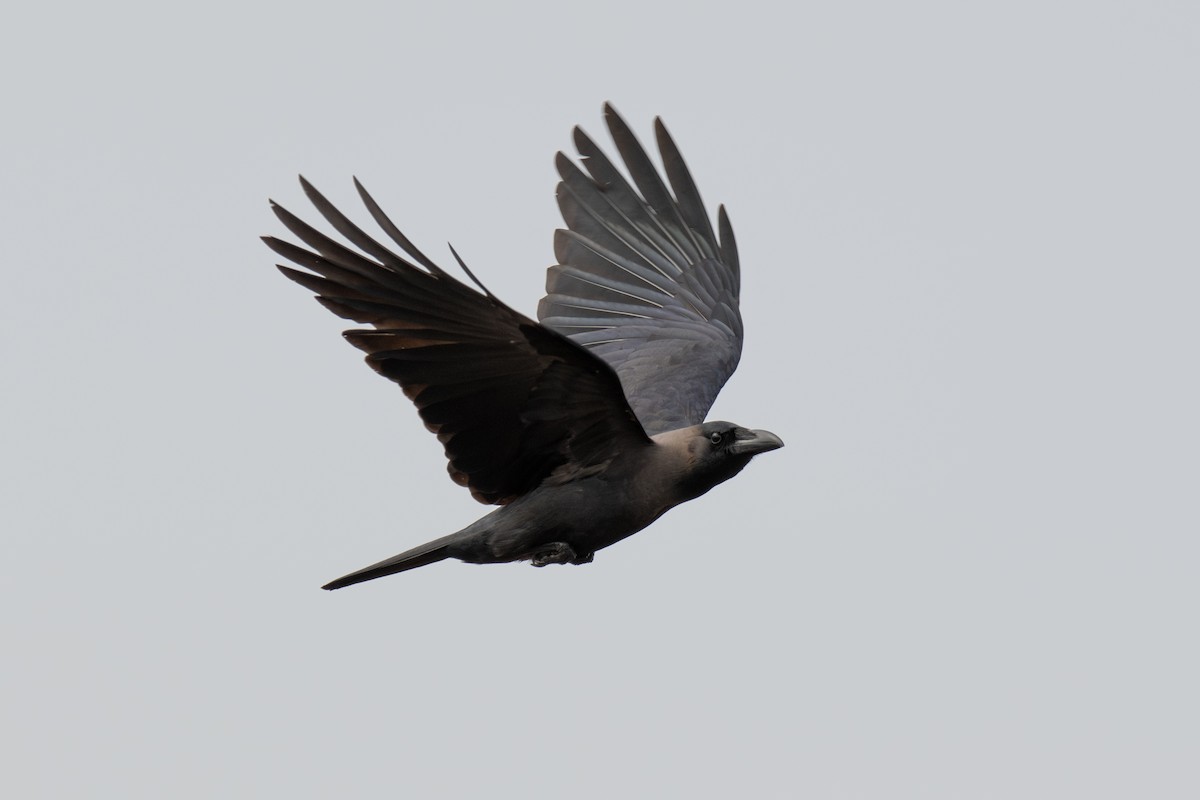 House Crow - ML646181541