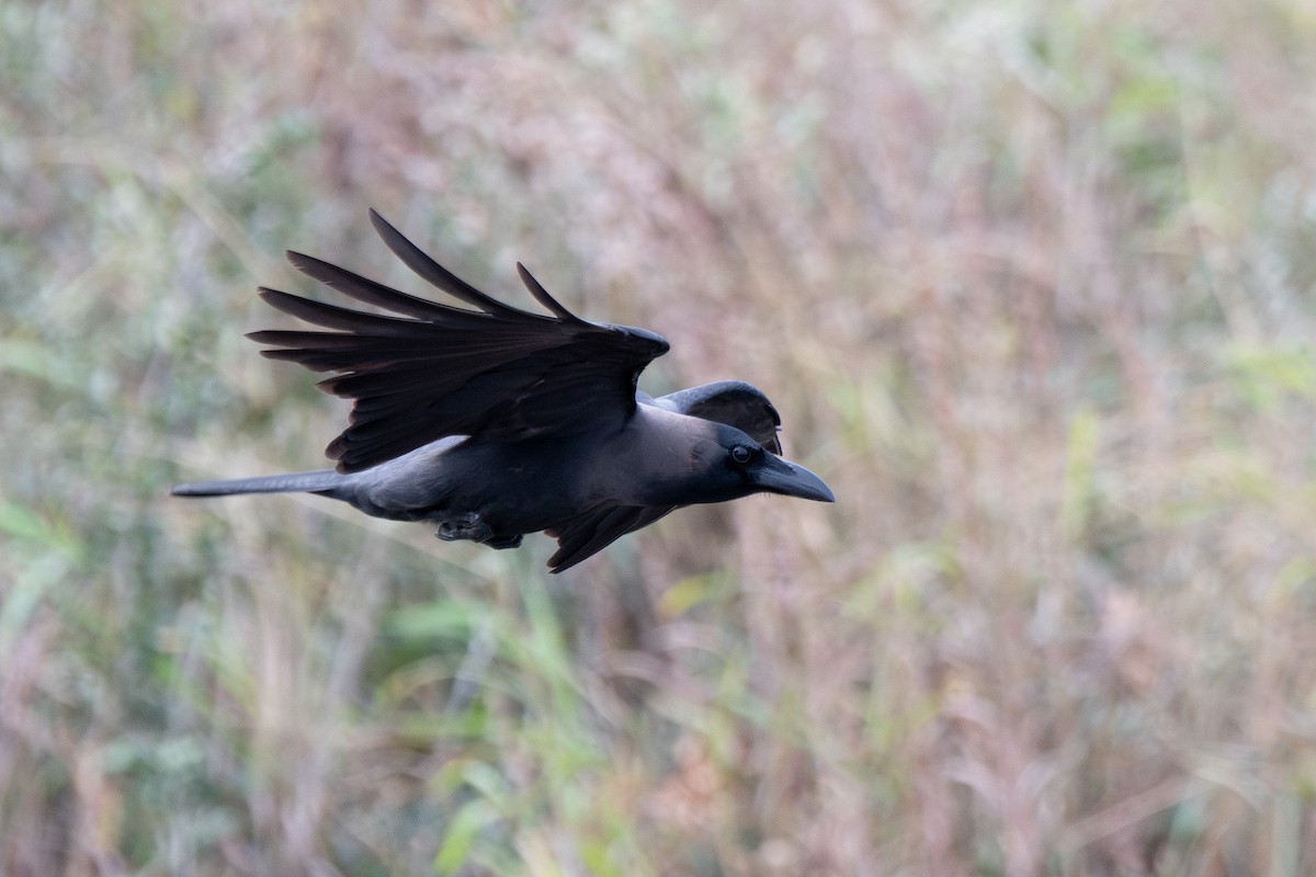 House Crow - ML646181542