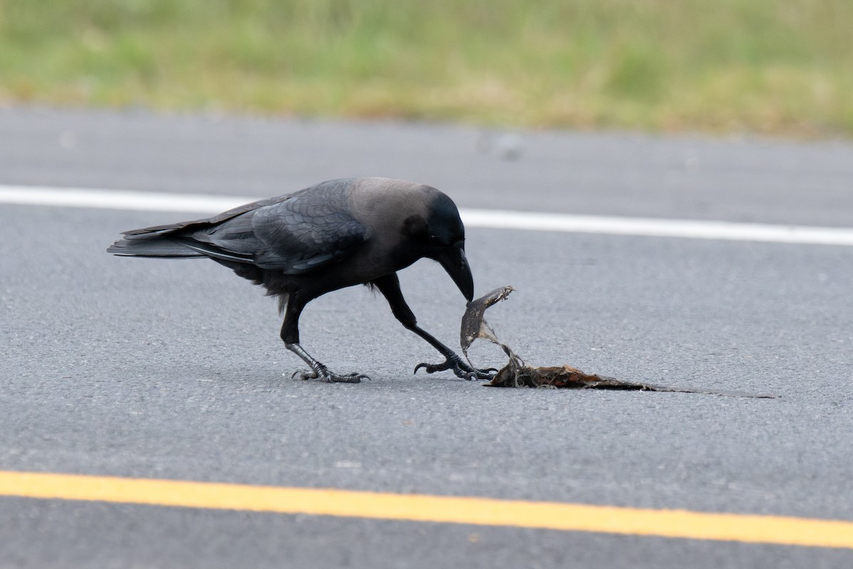 House Crow - ML646181544