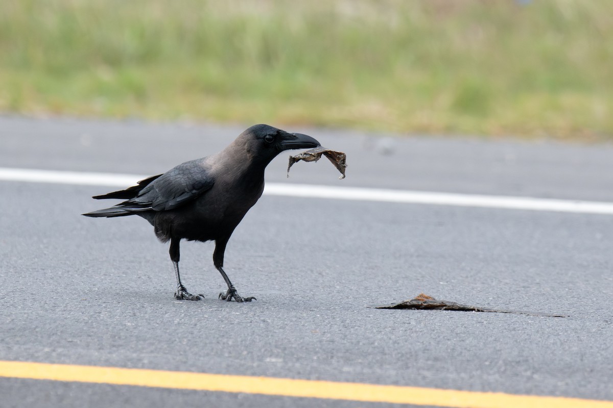 House Crow - ML646181545