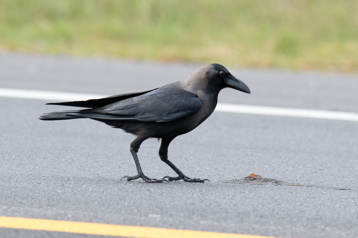 House Crow - ML646181546