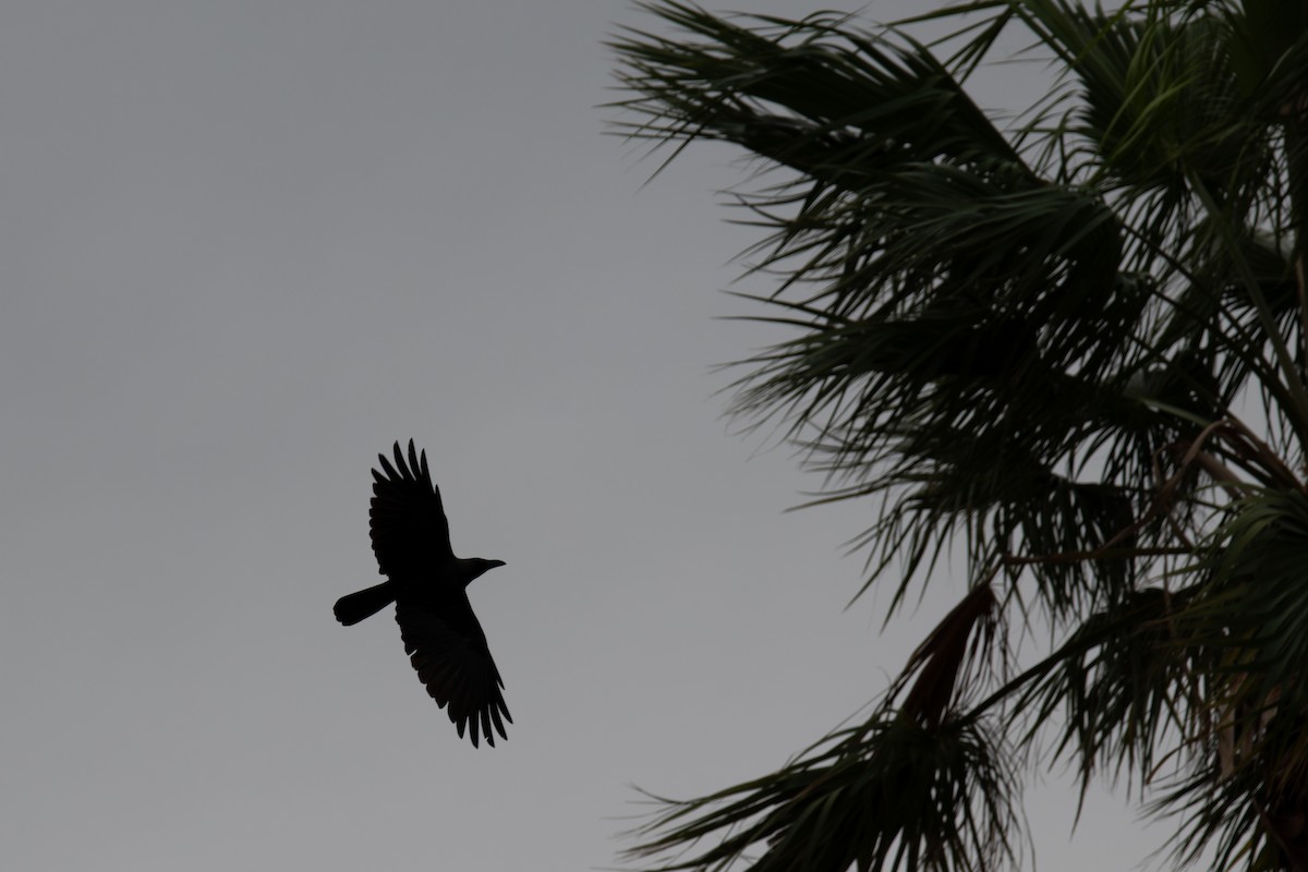 House Crow - ML646181547