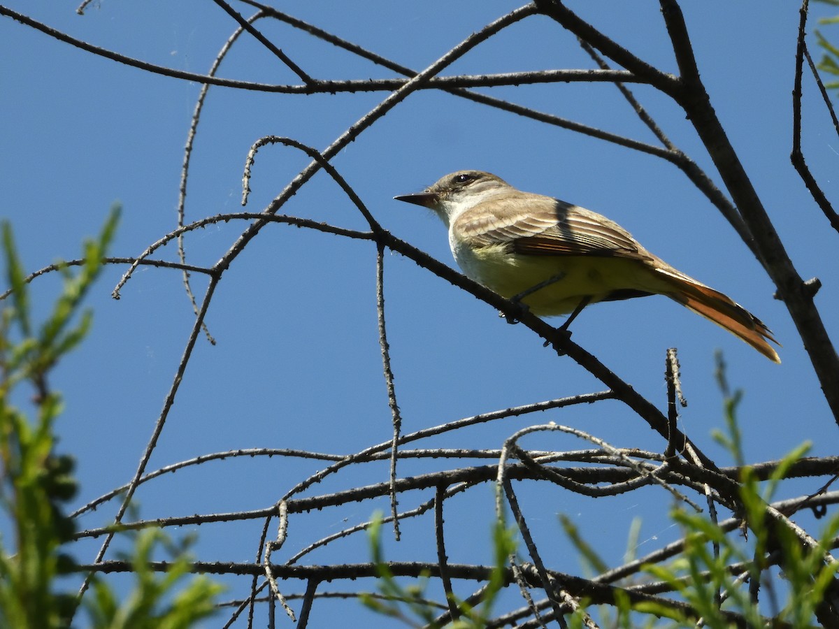 Ash-throated Flycatcher - ML646181553