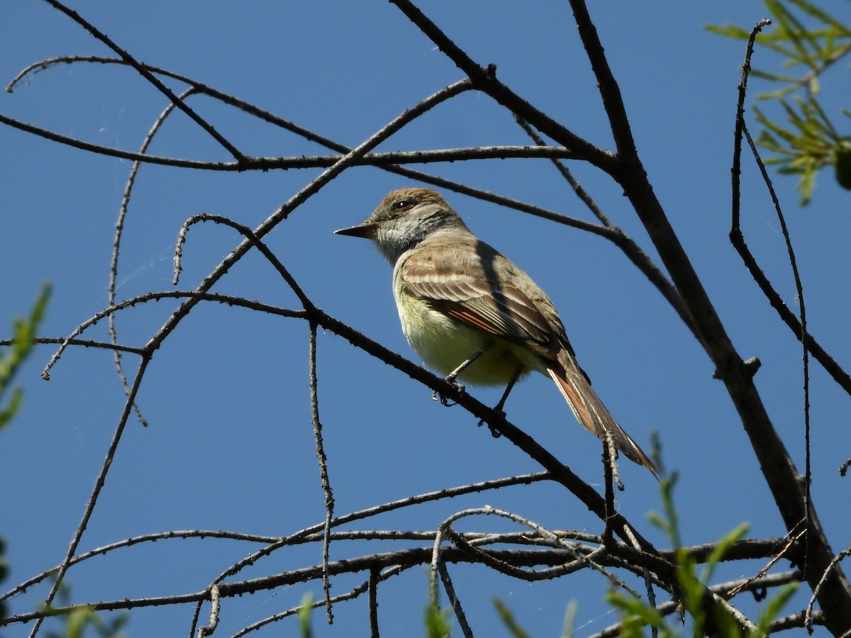 Ash-throated Flycatcher - ML646181554