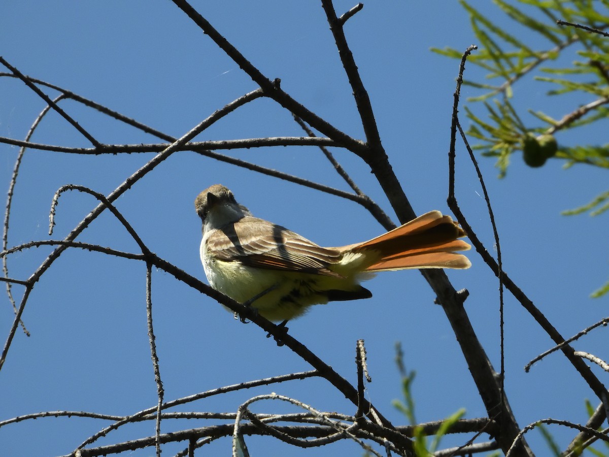 Ash-throated Flycatcher - ML646181555