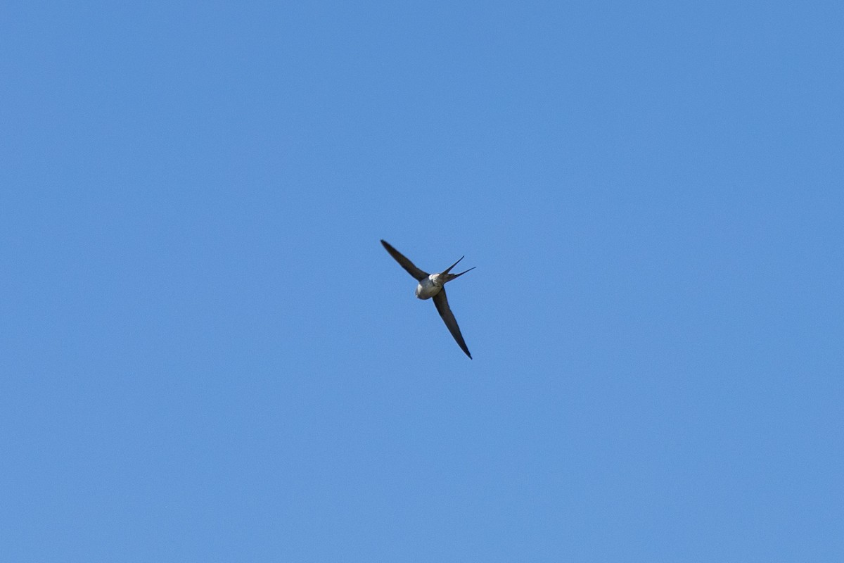 Crested Treeswift - ML646181560
