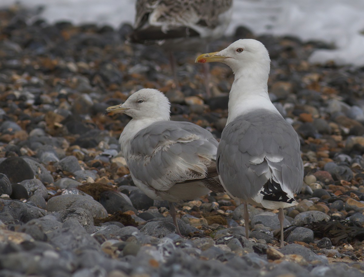Caspian Gull - ML646181565