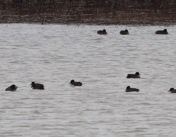 Green-winged Teal - ML646181566
