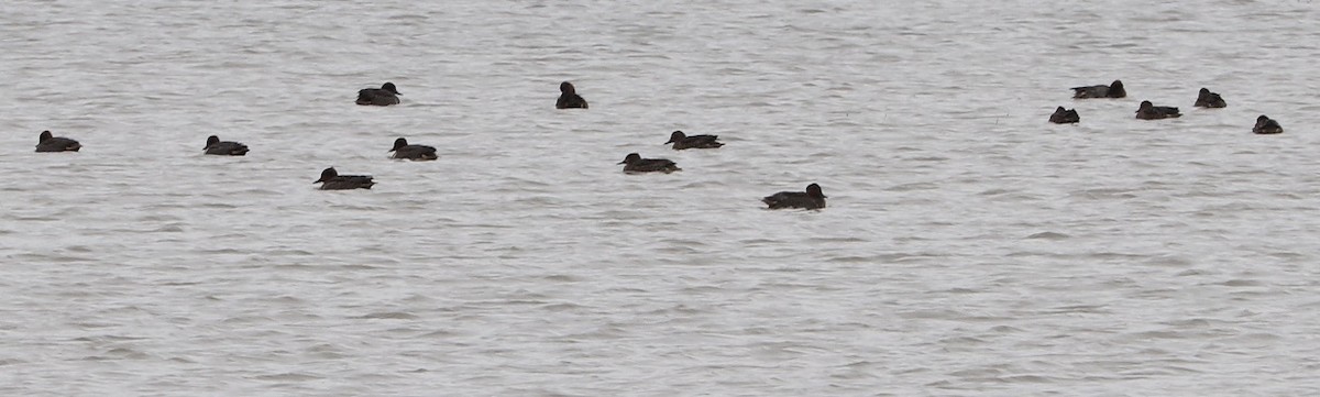 Green-winged Teal - ML646181567