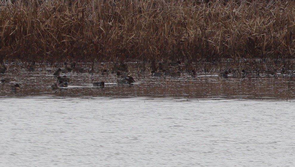 Green-winged Teal - ML646181568