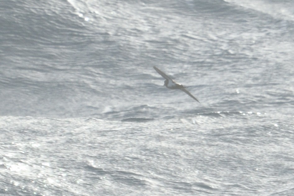 svartbukstormsvale - ML646181572