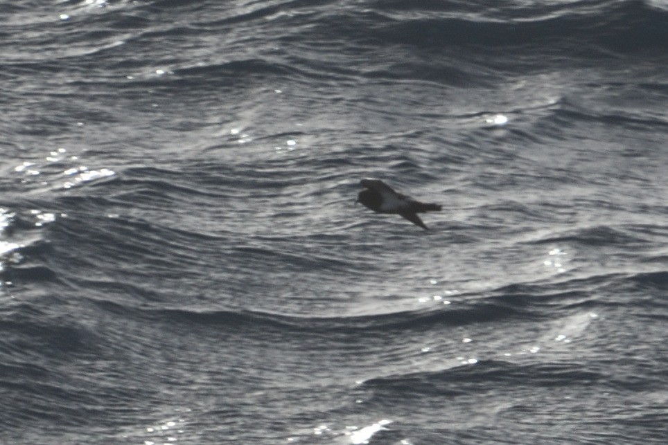 svartbukstormsvale - ML646181573