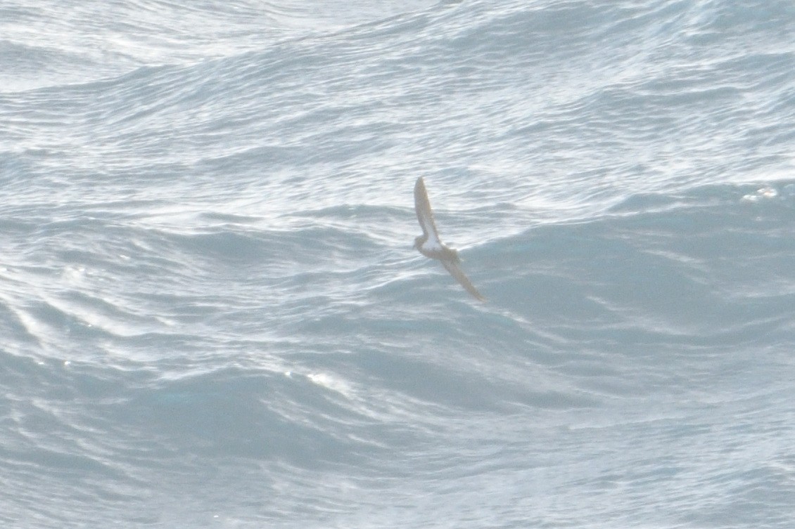 svartbukstormsvale - ML646181574