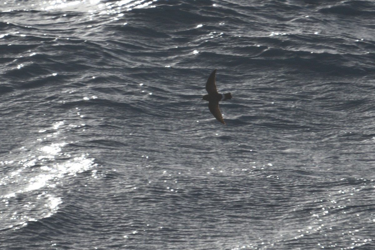 svartbukstormsvale - ML646181575