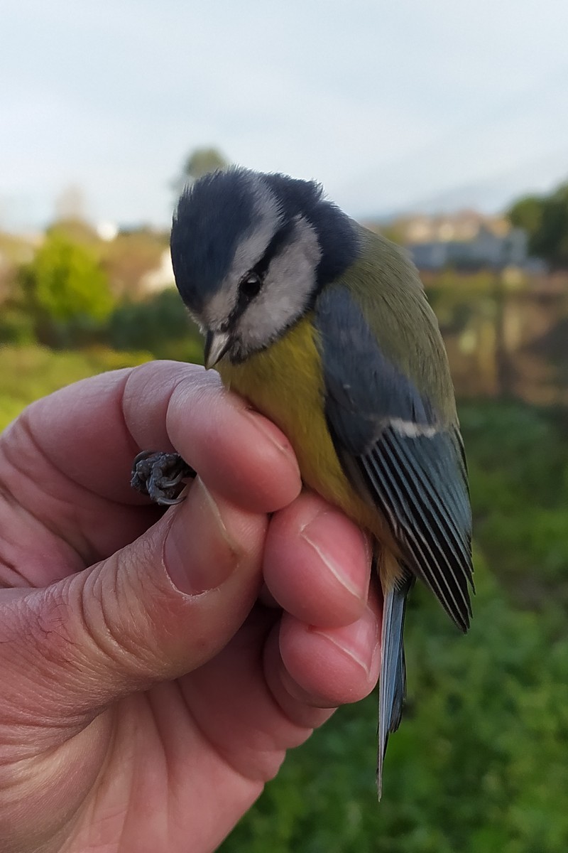 Eurasian Blue Tit - ML646181576