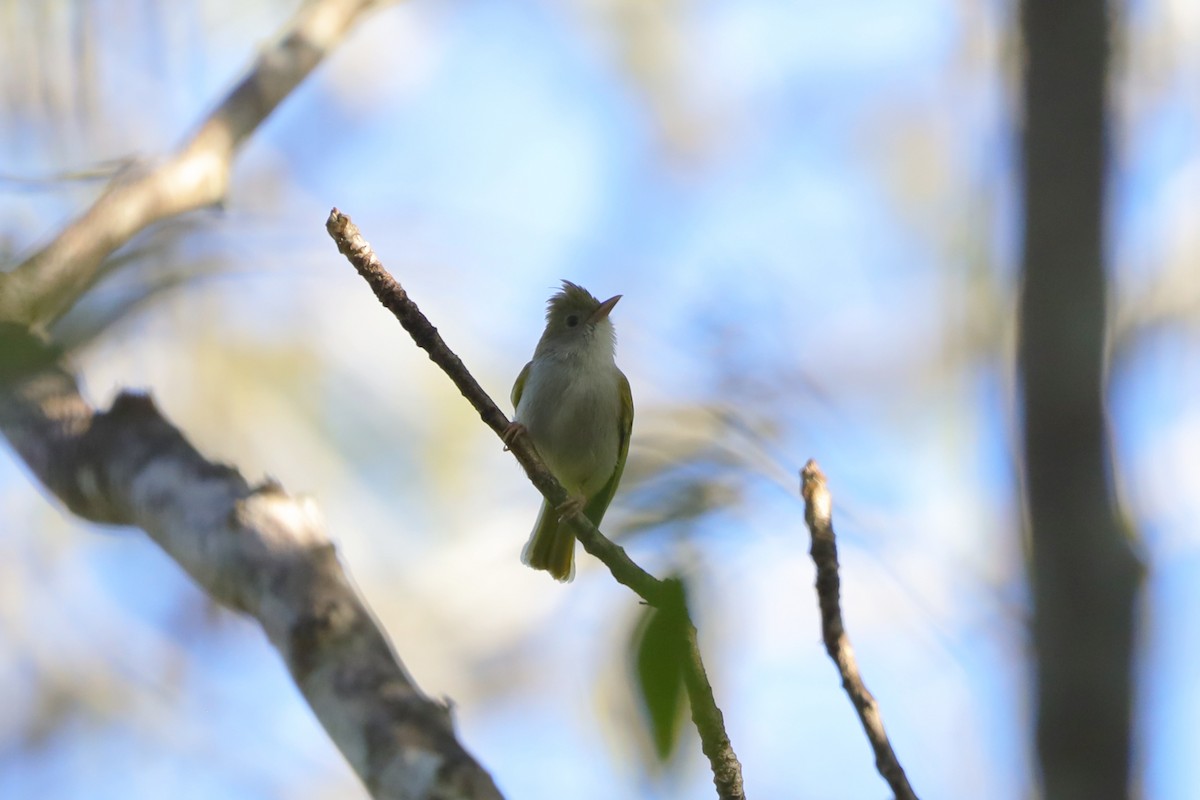 Haubenvireo - ML646181579